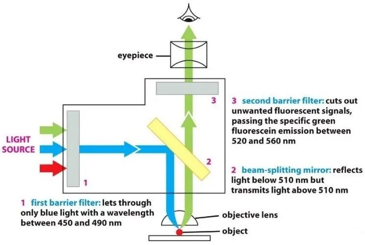Components of a Fluorescence Microscopes