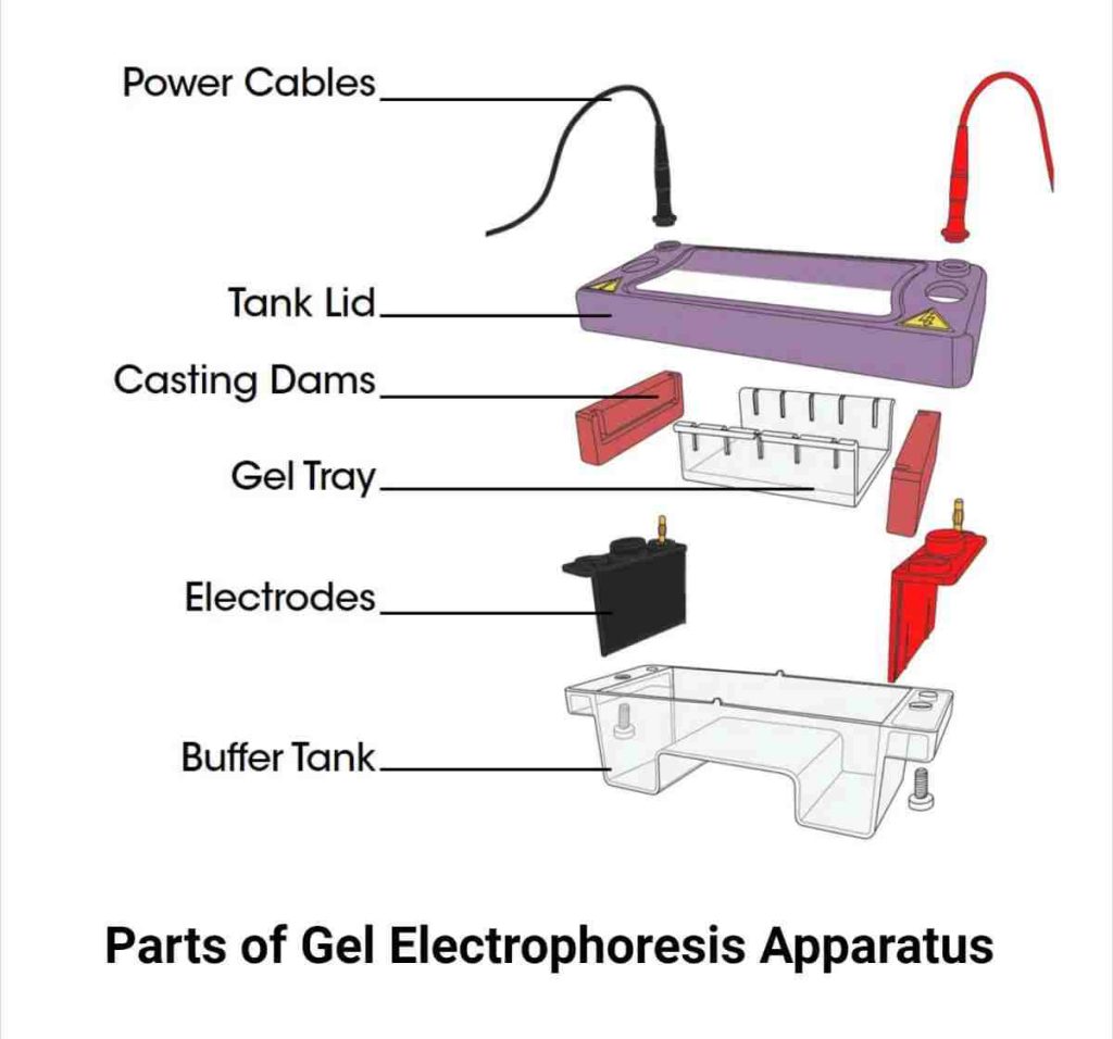 part of Gel electrophoresis apparayus