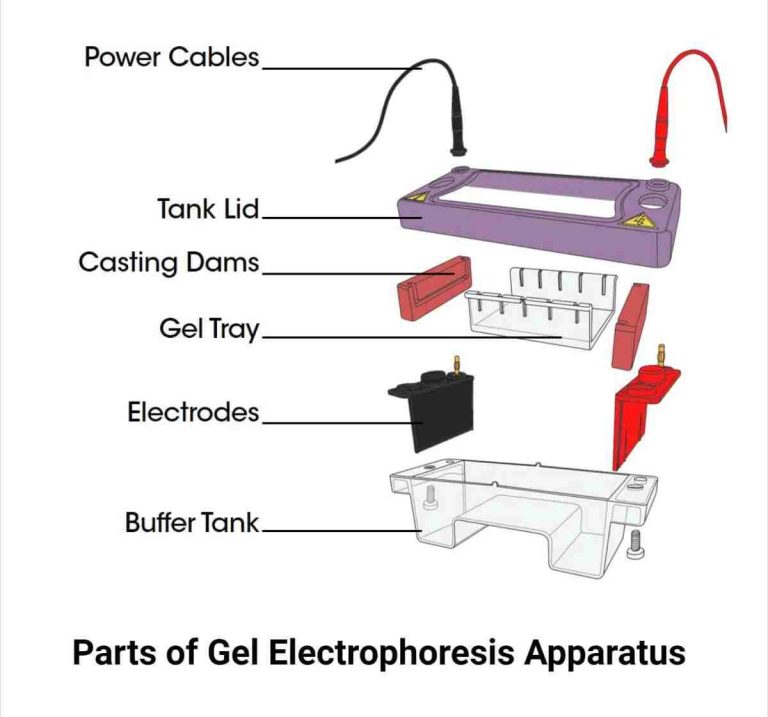 2023 Latest Gel Electrophoresis System Knowledge Guide