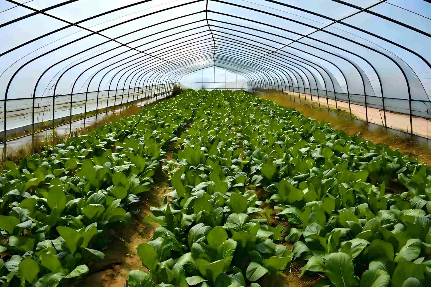 Agricultural and Environmental Monitoring 111