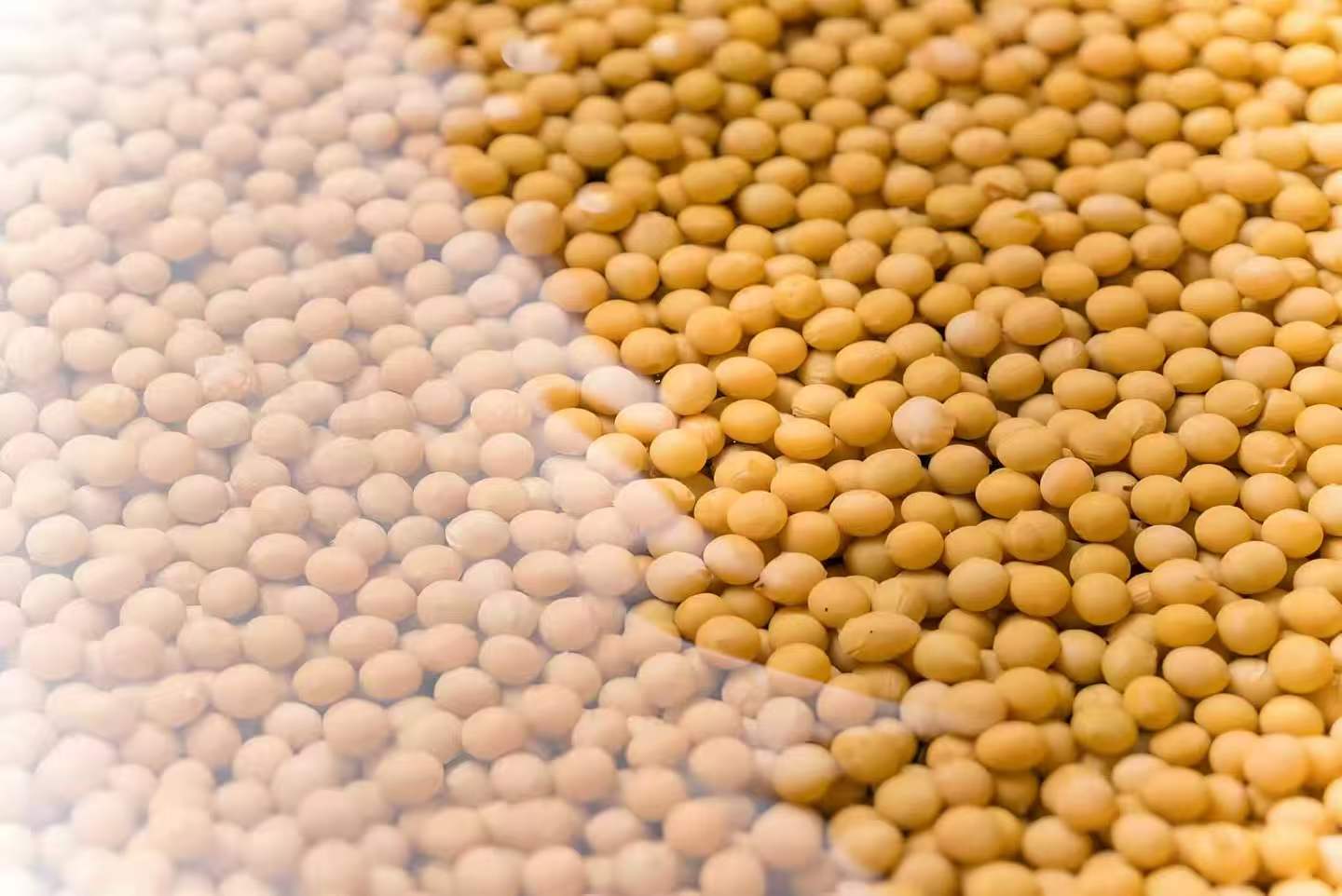 Food and Grain Industry 1