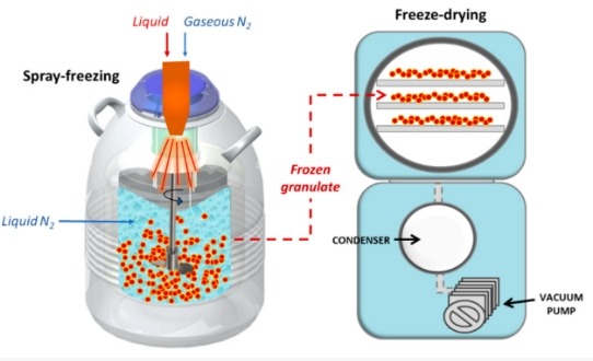 Freeze Drying Process