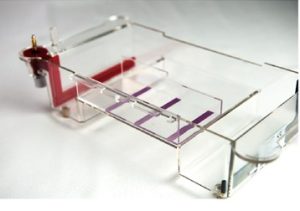 Electrophoresis System