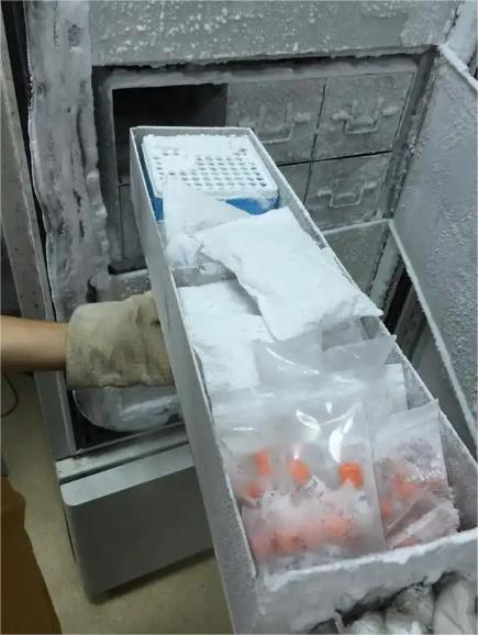 Samples in ULT freezer