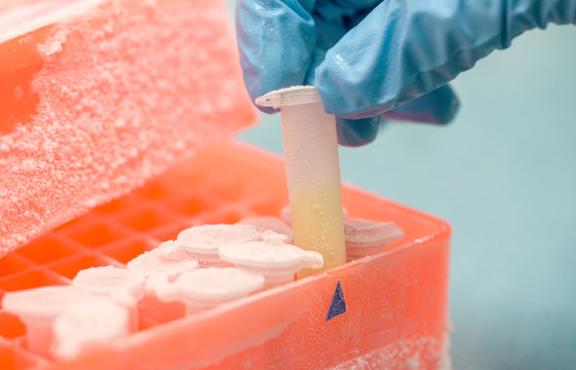 Cells in a low-temperature environment