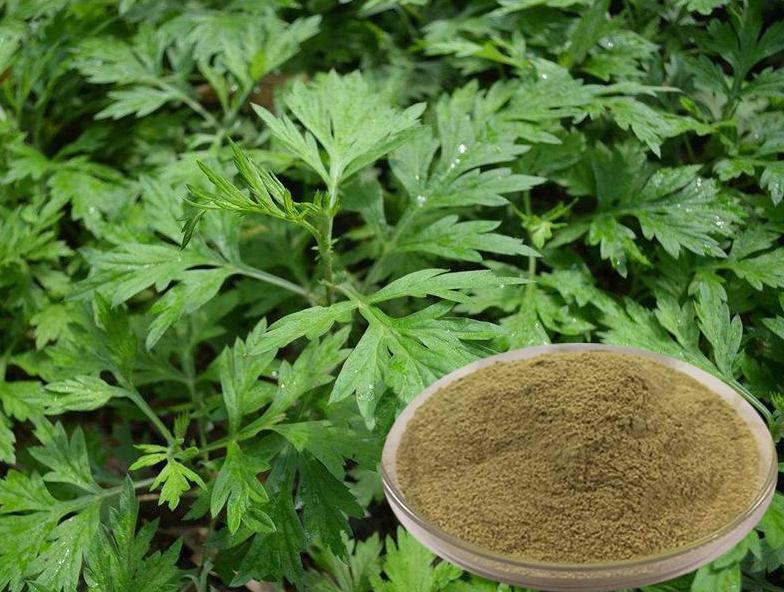 Mugwort freeze-dried powder