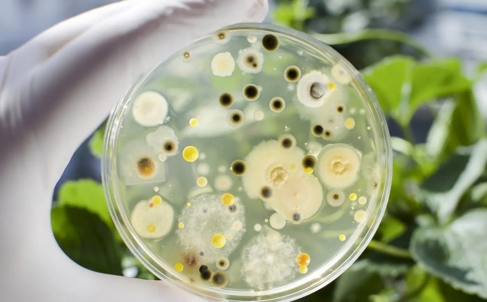 Pharmaceutical Microbiology