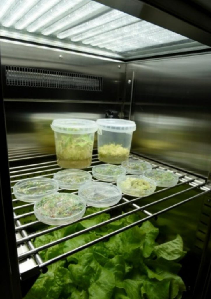 Plant tissue in the incubator