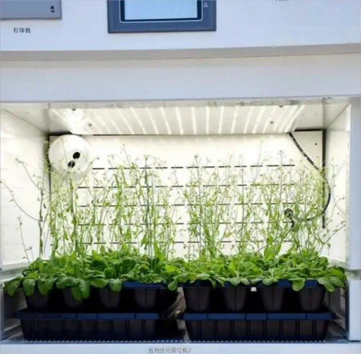 Plants in a Constant Temperature Incubator