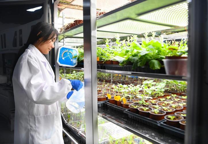 Plants in a Growth Incubator