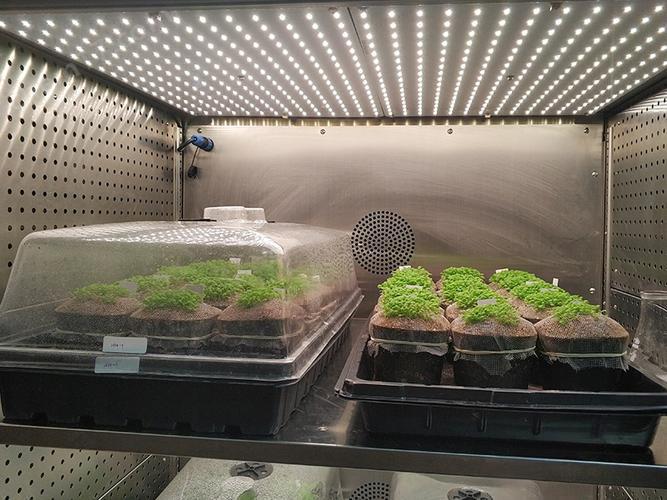 Plants in the Incubator